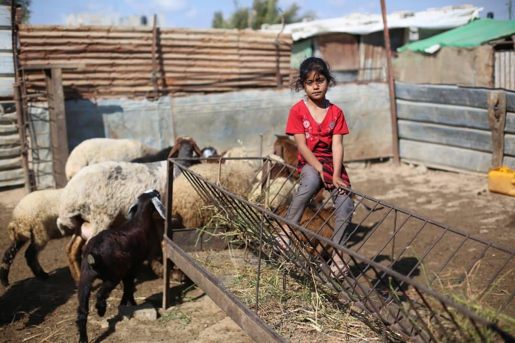 Gaza News